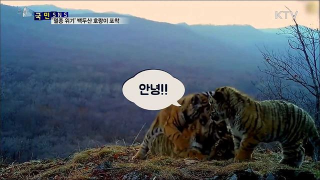 멸종 위기 백두산 호랑이 러시아서 포착!