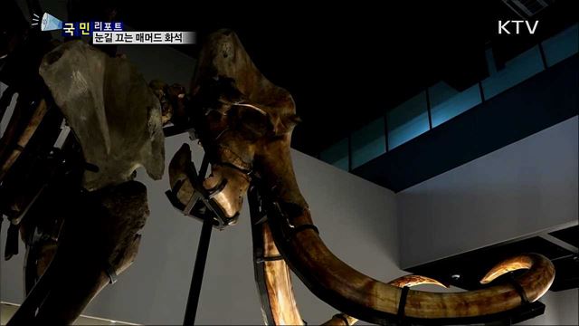 다양한 자연유산 전시···매머드 화석 '눈길'  