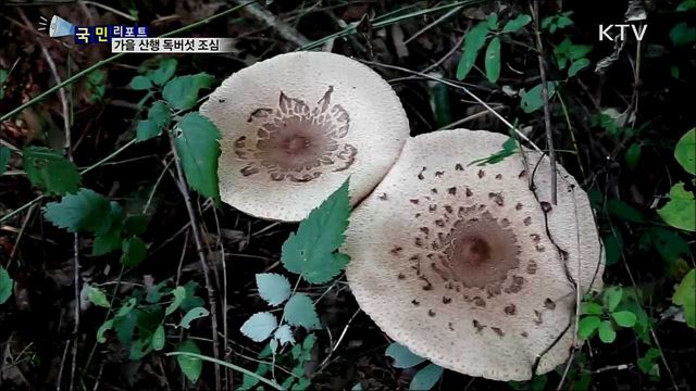 가을 산행···야생 독버섯 주의하세요