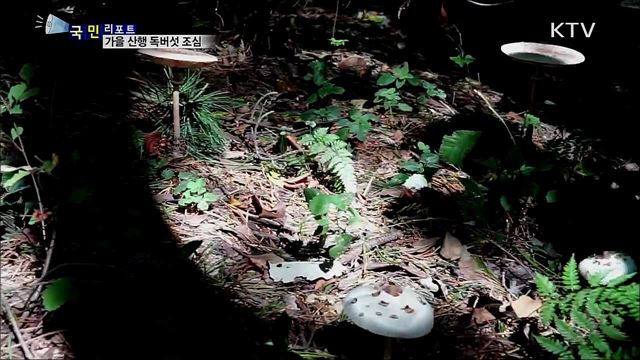 가을 산행···야생 독버섯 주의하세요