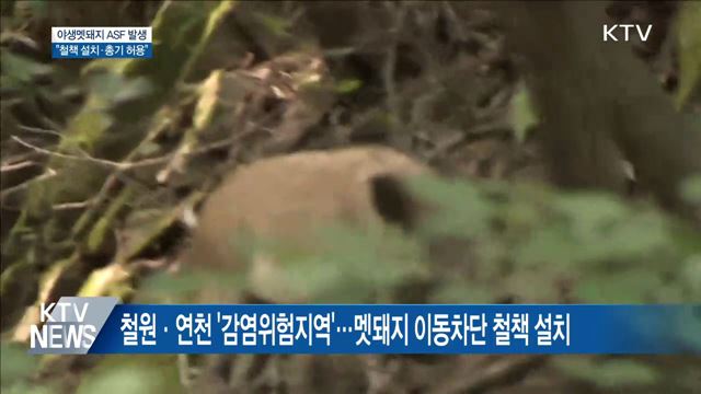 야생멧돼지 ASF 바이러스 검출···"철책 설치·총기 허용"