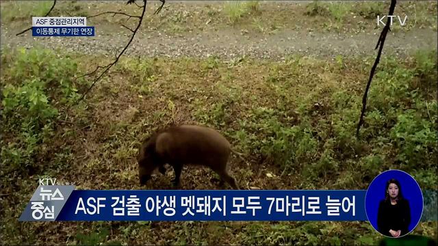 철원 민통선 내 멧돼지서 ASF 검출···7마리째