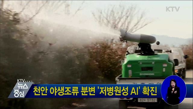 천안 야생조류 분변 '저병원성 AI' 확진