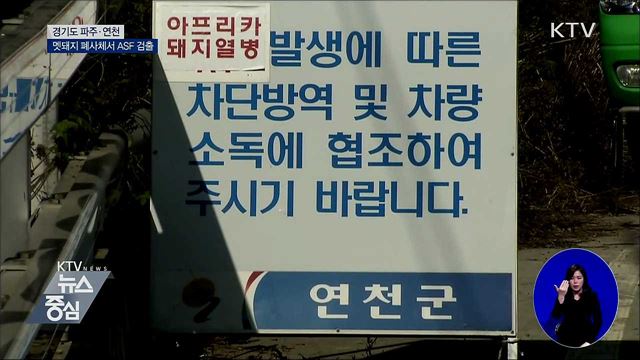 파주·연천 멧돼지 폐사체서 ASF 검출