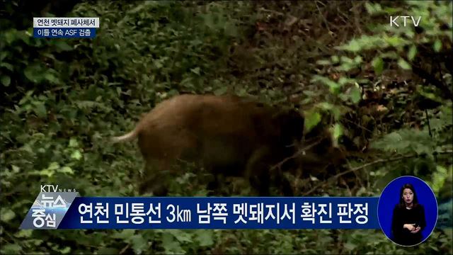 연천 멧돼지서 잇따라 ASF 검출···11마리째
