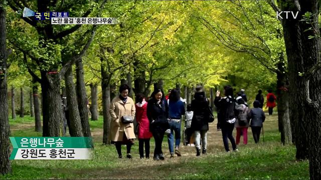 가을 물들인 노란 물결···홍천 은행나무숲