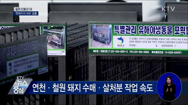 철원 민통선 내 멧돼지서 ASF 검출···12마리째