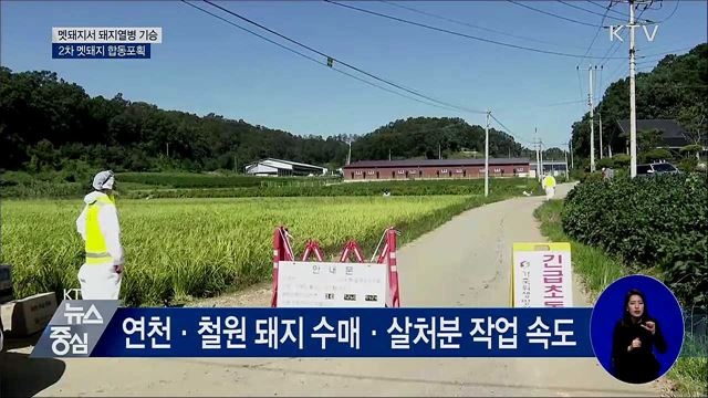 멧돼지서 돼지열병 기승···2차 멧돼지 합동포획