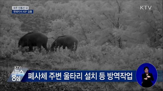 파주 민통선 내 멧돼지서 ASF 검출···14마리째