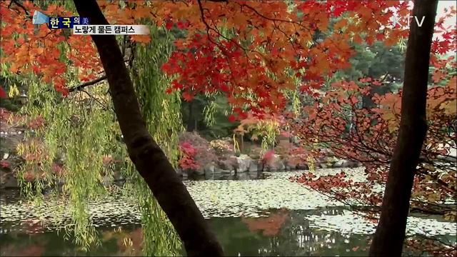 노랗게 물든 캠퍼스 [한국의 美]