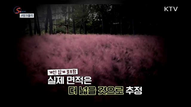 SNS스타의 추락?···천덕꾸러기 '핑크뮬리' [S&News]