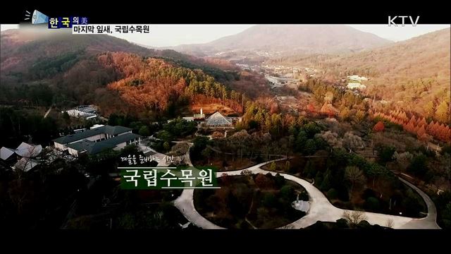 마지막 잎새, 국립수목원 [한국의 美]