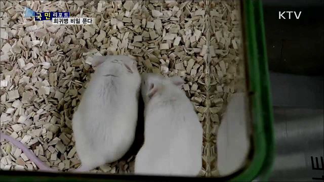 유전자 변형 쥐 연구···생로병사 비밀 풀어준다