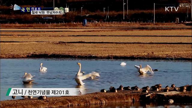 재두루미 자태 뽐내···철새 낙원 '주남저수지’