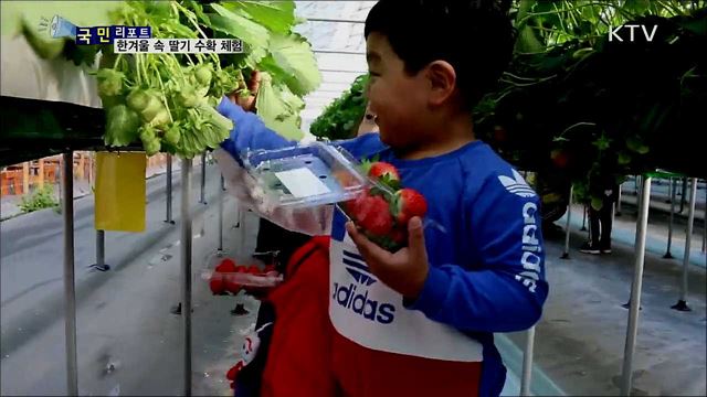 한겨울 속 딸기 수확 체험···농업 가치 배워