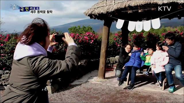 겨울 삭막함 저 멀리···제주 동백꽃 만개