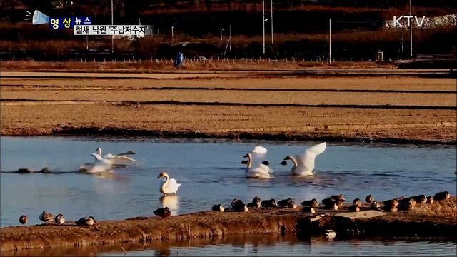 철새 낙원 '주남저수지' [한국의 美]