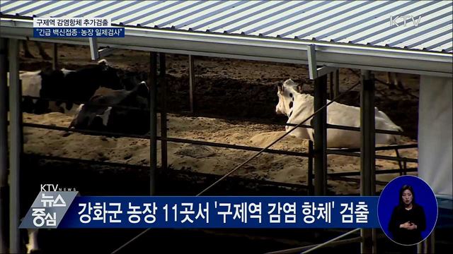 강화군서 구제역 감염항체 추가 검출···긴급 백신접종