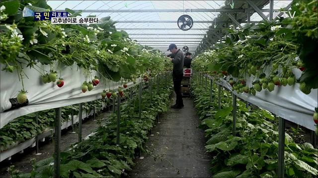 청년 농부의 도전···새 농법 고추냉이로 승부