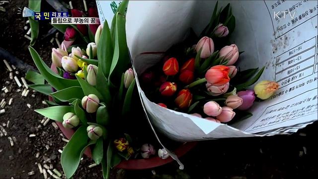 튤립 재배···부농의 꿈 이룬다