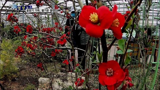 꽃향기 가득 봄기운 물씬···안산 식물원의 봄 [한국의 美]
