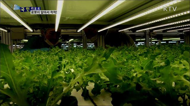 로봇 농부 척척···미래형 농업 '식물공장