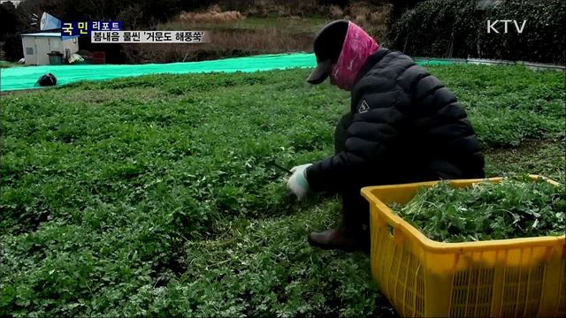 봄내음 물씬···'거문도 해풍 쑥' 수확  