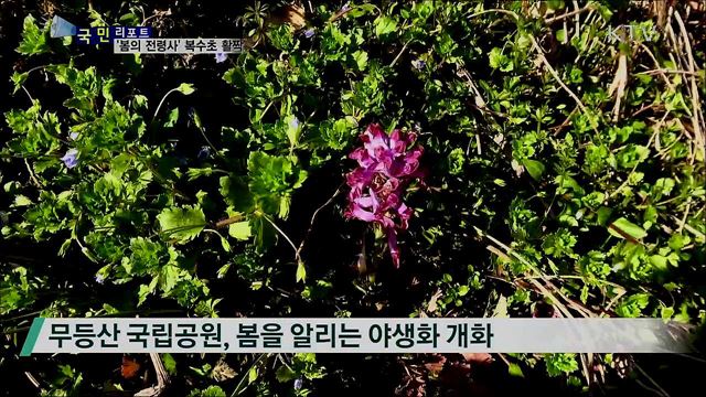 활짝 핀 '복수초' 감상하며 코로나 잊어요