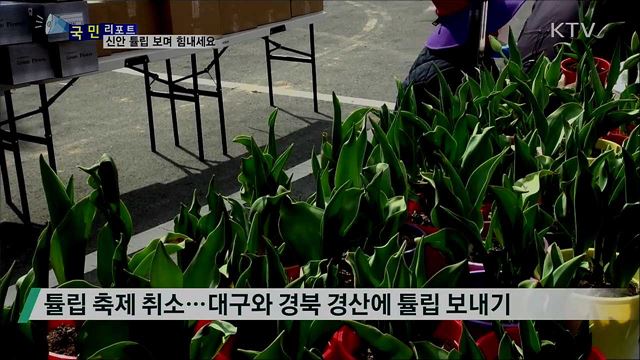대구와 경산 힘내세요···'희망의 튤립' 보내 