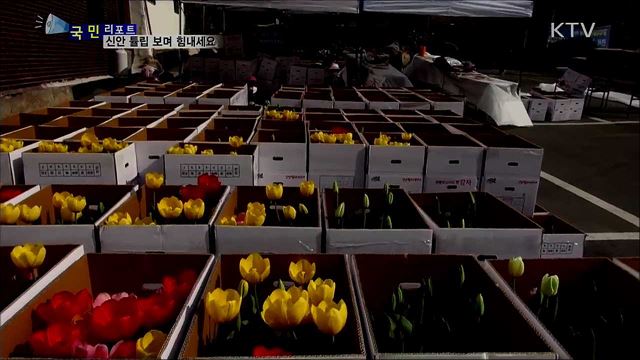 대구와 경산 힘내세요···'희망의 튤립' 보내