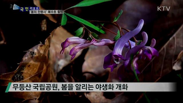 활짝 핀 '복수초' 감상하며 코로나19 잊어요