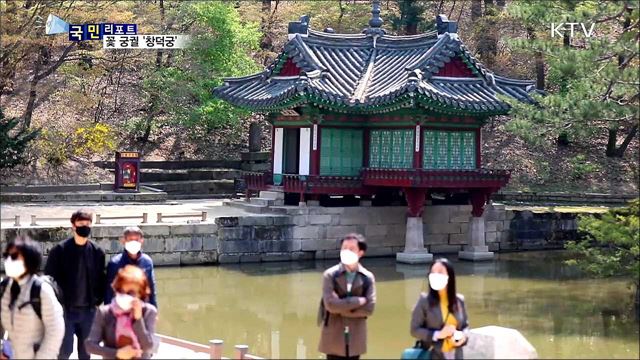 꽃 대궐 '창덕궁'···거리두기 하면서 봄꽃 즐겨요