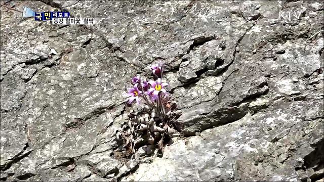 새봄 알려요···보랏빛 동강 할미꽃 활짝