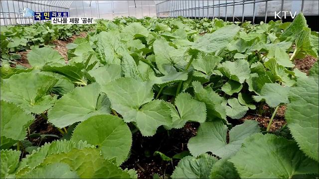 '산나물 제왕'···청정 인제 곰취 맛보세요