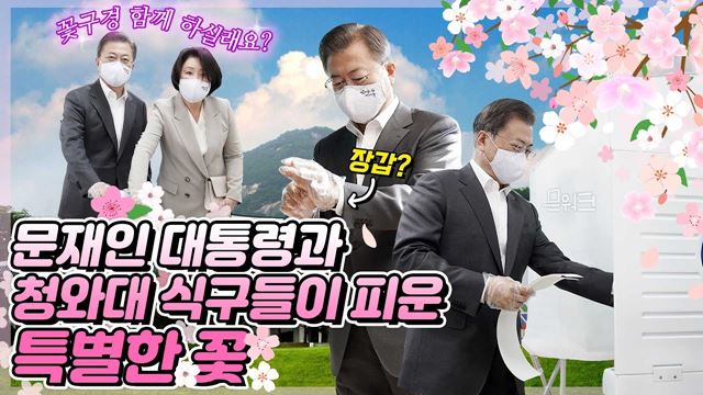 문재인 대통령과 김정숙 여사가 삼청동에 피운 특별한 꽃! 함께 꽃구경 가실래요? 제21대 국회의원 선거 사전투표 날 문 대통령 내외가 향한 곳(feat. 청와대 식구들)