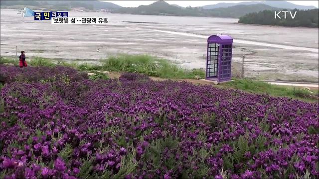 관광객 유혹하는 '보랏빛 섬' 박지도