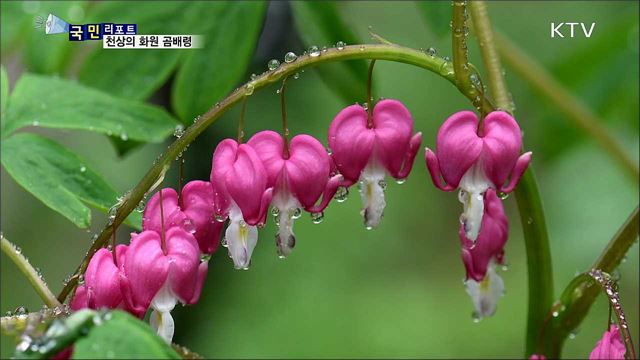야생화 천국···천상의 화원 '곰배령’