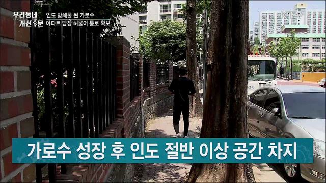 인도 방해물 '가로수'···벌목 대신 담장 허물어 통로확보