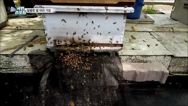 달콤한 꿀 따러 가요···도시민 양봉 체험 인기