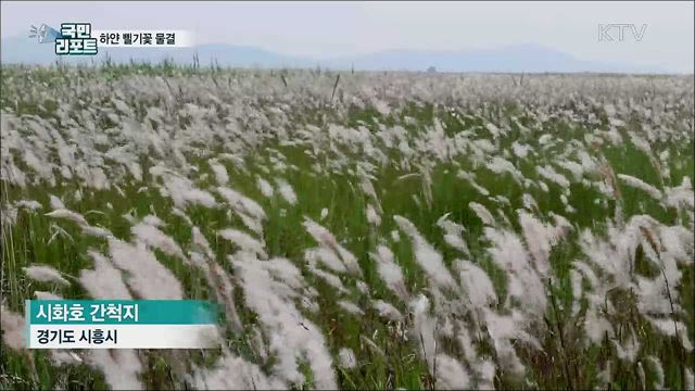 시화호 간척지···하얀 삘기꽃 물결