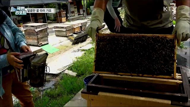 달콤한 꿀 따러 가요···도시민 양봉 체험 인기