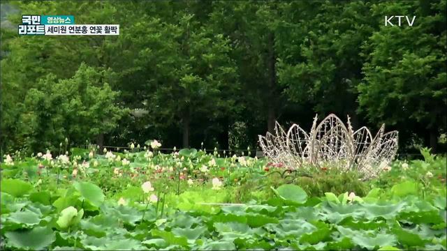 세미원 연분홍 연꽃 활짝 [한국의 美]