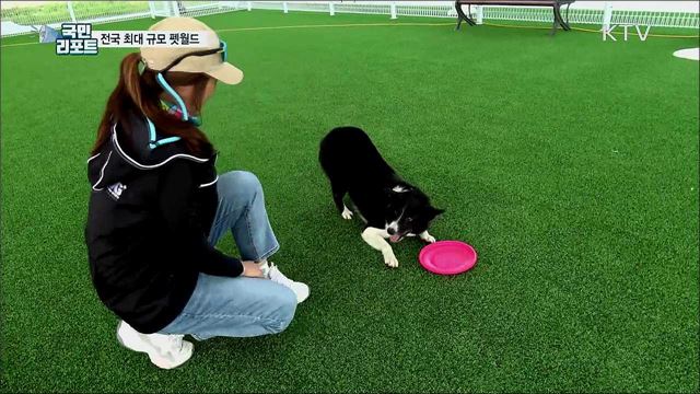 축구장 6배 규모···반려견 놀이터 '펫월드' 인기