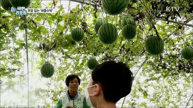 1~2인 가구에 딱···'애플수박' 인기