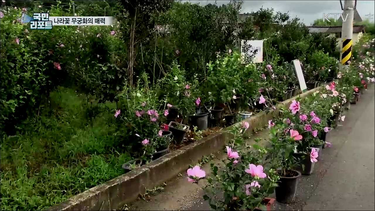 나라꽃 무궁화 매력에 빠져···곳곳 화분 전시