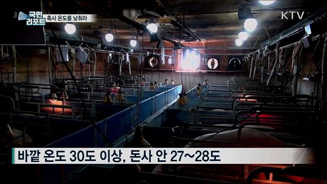 온도를 낮춰라···축사 폭염과 힘겨운 싸움