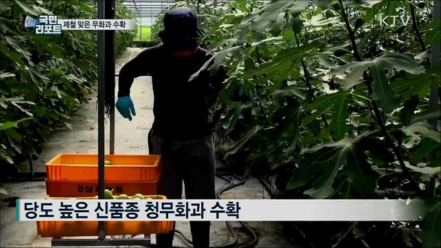 '신비의 과일' 무화과···주산지 수확 한창