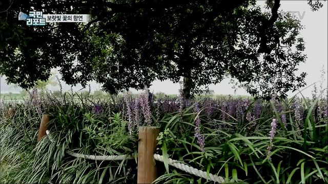 성주 성 밖 숲 맥문동···보랏빛 꽃의 향연