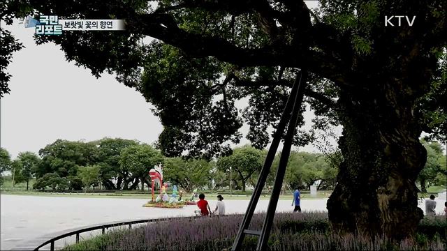 성주 성 밖 숲 맥문동···보랏빛 꽃의 향연