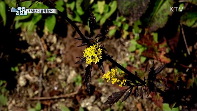 소백산 야생화 활짝···코로나19 피로 씻어요